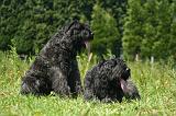 BOUVIER DES FLANDRES 509